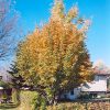 Oakleaf Mountain Ash #10 - Image 3